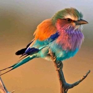 Meet your Posher, Tarik